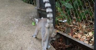 Genç Halka Lemur Kuyruklu Safari, Phu Quoc Adası, Vietnam. Yüksek kaliteli FullHD görüntüler