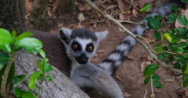 Genç Halka Lemur Kuyruklu Safari, Phu Quoc Adası, Vietnam. Yüksek kaliteli FullHD görüntüler