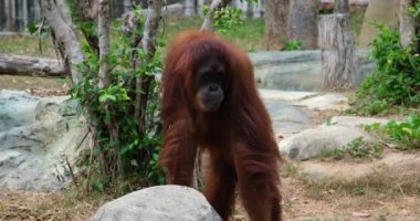 Vietnam 'daki Orangutan Phu Quoc Adası Safari. Yüksek kaliteli FullHD görüntüler