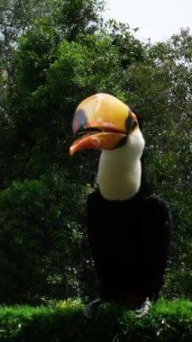 Renkli bir Toucan kameraya meraklı meraklı bakıyor. Yüksek kaliteli FullHD görüntüler