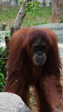 Vietnam 'daki Orangutan Phu Quoc Adası Safari. Yüksek kaliteli FullHD görüntüler