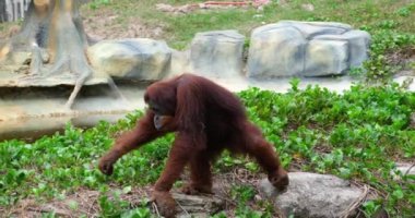 Vietnam 'daki Orangutan Phu Quoc Adası Safari. Yüksek kaliteli FullHD görüntüler
