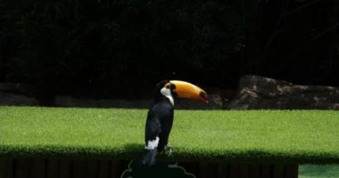 Renkli bir Toucan kameraya meraklı meraklı bakıyor. Yüksek kaliteli FullHD görüntüler