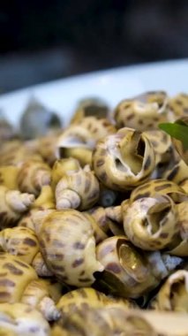 Benekli Babylonia areolata, kaymak kabuğundan kahverengi renklere kadar ayırt edici bir deniz salyangozu türüdür. Kabuk pürüzsüz, parlak, spiral sırtlı. Yemek konsepti. Deniz ürünleri arka planı. 