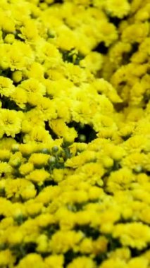 Sarı çiçeklerden, arka planda mesaj ve reklam için birçok küçük çiçek var. Yüksek kalite 4k görüntü