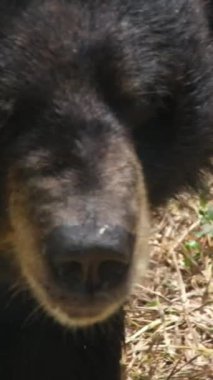 Ursus americanus californiensis Amerikan kara ayısı, Ursus americanus. Kapat. Yüksek kaliteli FullHD görüntüler