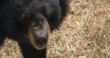 Ursus americanus californiensis Amerikan kara ayısı, Ursus americanus. Kapat. Yüksek kaliteli FullHD görüntüler