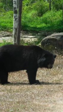 Ursus americanus californiensis Amerikan kara ayısı, Ursus americanus. Kapat. Yüksek kaliteli FullHD görüntüler