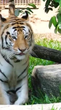 Amur kaplanı alt türü, kaplan, Panthera tigris tigris, Uzak Doğu Rusya, Kuzeydoğu Çin. Sibirya amur kaplanları hayvanat bahçesindeki bambu orman yollarında dolaşıyordu.. 