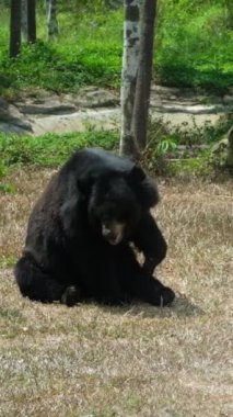 Ursus americanus californiensis Amerikan kara ayısı, Ursus americanus. Kapat. Yüksek kaliteli FullHD görüntüler