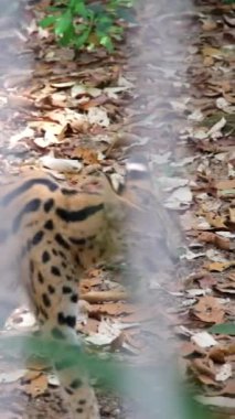Serhat kedisi Hayvanları Kafese Kapattı Çimenlerde yürüyen kedilerin yakınına. Yaban kedisi Afrika 'da yaşayan vahşi bir kedi. Leptailurus serval Afrikalı kedi