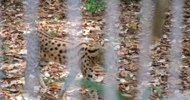 Serhat kedisi Hayvanları Kafese Kapattı Çimenlerde yürüyen kedilerin yakınına. Yaban kedisi Afrika 'da yaşayan vahşi bir kedi. Leptailurus serval Afrikalı kedi