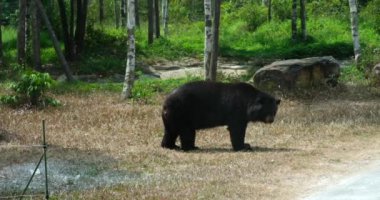 Ursus americanus californiensis Amerikan kara ayısı, Ursus americanus. Kapat. Yüksek kaliteli FullHD görüntüler