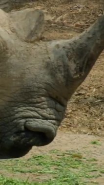 Safari Phu Quoc Vietnam 'da nesli tükenmekte olan Kuzey Beyaz Gergedan kadınları. Kuzey beyaz gergedan, Kuzey beyaz gergedan, Ceratotherium simum Cottoni