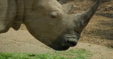 Safari Phu Quoc Vietnam 'da nesli tükenmekte olan Kuzey Beyaz Gergedan kadınları. Kuzey beyaz gergedan, Kuzey beyaz gergedan, Ceratotherium simum Cottoni