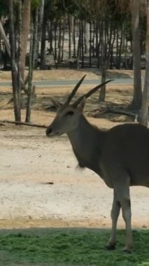 Sıradan ya da güneyli dişi antiloplar yürüyor. Sıradan canna Common canna, Taurotragus oryx, çift parmaklı bir memeli türü, Bovidae familyası, Bovidae, en büyük modern antilop.