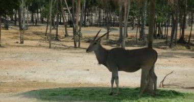Sıradan ya da güneyli dişi antiloplar yürüyor. Sıradan canna Common canna, Taurotragus oryx, çift parmaklı bir memeli türü, Bovidae familyası, Bovidae, en büyük modern antilop.