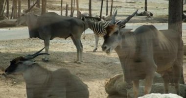 Sıradan ya da güneyli dişi antiloplar yürüyor. Sıradan canna Common canna, Taurotragus oryx, çift parmaklı bir memeli türü, Bovidae familyası, Bovidae, en büyük modern antilop.