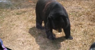 Ursus americanus californiensis Amerikan kara ayısı, Ursus americanus. Kapat. Yüksek kaliteli FullHD görüntüler