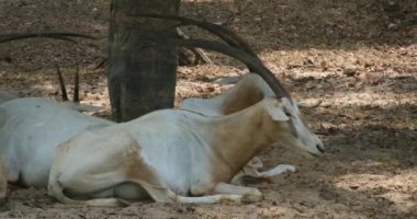 Saberhorn antilobu Oryx kılıç boynuzu, Oryx Dammah. Doğu Afrika antilobu bir kuşhanedeki kumların üzerinde dinleniyor. Safari Phu Quoc Vietnam