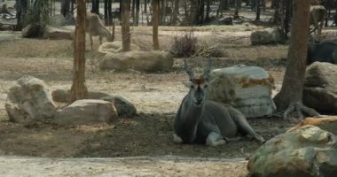 Sıradan ya da güneyli dişi antiloplar yürüyor. Sıradan canna Common canna, Taurotragus oryx, çift parmaklı bir memeli türü, Bovidae familyası, Bovidae, en büyük modern antilop.