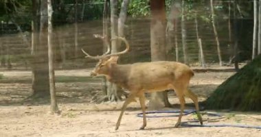 Geniş Boynuzlu Kırmızı Geyik, Kronik Sığ Alan Derinliği Yakın, Orman, Hollanda, Nadir. Milo geyiği Safari Phu Quoc Vietnam