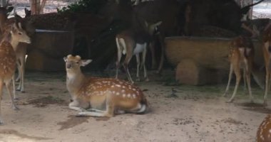 Kırmızı Geyik, Orman Çayırında Yürüme, Arka planda Geyik Sürüsü ve Orman, Kronik Yavaş Hareketi Kapat. Tayvan geyiği görüldü, Safari Phu Quoc Vietnam