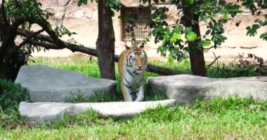 Amur kaplanı alt türü, kaplan, Panthera tigris tigris, Uzak Doğu Rusya, Kuzeydoğu Çin. Sibirya amur kaplanları hayvanat bahçesindeki bambu orman yollarında dolaşıyordu.. 