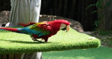 Karayip tropikal ormanlarındaki kırmızı papağanları kapatın. Playa del Carmen, Quintana Roo, Meksika, Yucatan Yarımadası 'nın doğusunda, Quintana Roo eyaleti. Yüksek kaliteli FullHD görüntüler