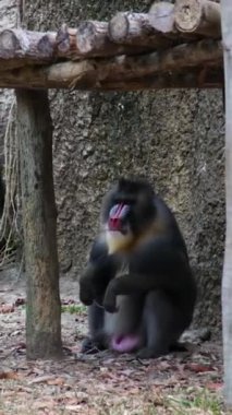 Mandrillerin renklendirilmesi genellikle primatlar ve memeliler arasında en parlak ve en renkli olanıdır. Burun boyunca uzanan kemikli oyuklar mavi ya da açık mavi renklidir. Burnu parlak kırmızı.