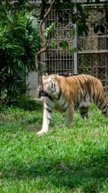 Sonbahar Ormanı 'nda nesli tükenmekte olan Amur Kaplan Yavrusu. Kaplan Amur kaplan alt türü popülasyonu, kaplan, Panthera tigris tigris, Uzak Doğu Rusya, Kuzeydoğu Çin' e bakın.