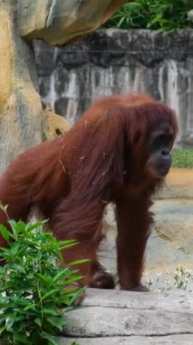 Orangutanlar, büyük maymunlar, tropikal ormanlar Ağacın Gölgesi Altında Çimlerin Üzerinde Oturan Erkek Orangutan. Yüksek kalite 