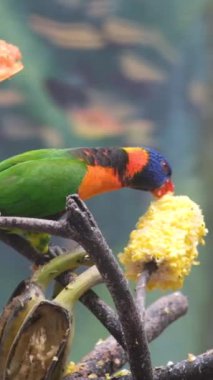 Bir çift Renkli Gökkuşağı Lorikeet Trichoglossus Moluccanus Elma Yiyen Tapılası Kuş Portresi. Yüksek kaliteli FullHD görüntüler