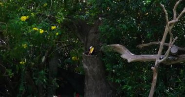 Toucan Toucan Kuşu ağaç dalında dinleniyor. Yüksek kalite 