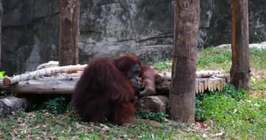 Orangutanlar, büyük maymunlar, tropikal ormanlar Ağacın Gölgesi Altında Çimlerin Üzerinde Oturan Erkek Orangutan. Yüksek kalite 