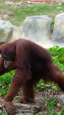 Orangutanlar, büyük maymunlar, tropikal ormanlar Ağacın Gölgesi Altında Çimlerin Üzerinde Oturan Erkek Orangutan. Yüksek kalite 