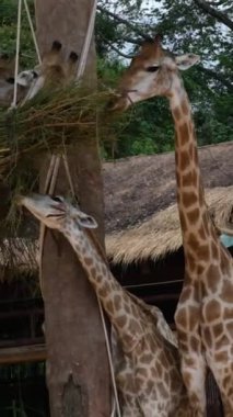 Afrika zürafa sürüsü ormanda yakınlaşıyor. Öğleden sonra iki zürafa Giraffa reticulata kafalarını kapatıyorlar.