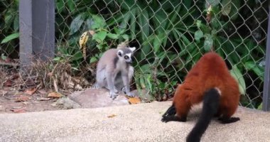 Maymunlar iki lemurun türü arasında savaşıyor. Halka kuyruklu lemur, Lemur catta, primat. orta boydan büyük boya, ıslak burun.
