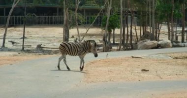 Vahşi Afrika zebrası savanda altın gün batımında tek başına duruyor. Zebra 'nın çimenlerde yürürken destansı görüntüsü. Güney Afrika 'nın vahşi hayvanları konsepti. Safari turizmi. Zebra karşıya geçiyor.