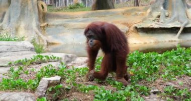 Orangutanlar, büyük maymunlar, tropikal ormanlar Ağacın Gölgesi Altında Çimlerin Üzerinde Oturan Erkek Orangutan. Yüksek kalite 