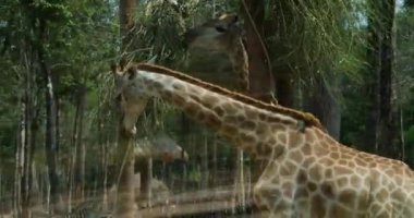 Afrika zürafa sürüsü ormanda yakınlaşıyor. Öğleden sonra iki zürafa Giraffa reticulata kafalarını kapatıyorlar.