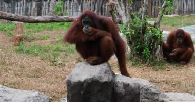 Orangutanlar, büyük maymunlar, tropikal ormanlar Ağacın Gölgesi Altında Çimlerin Üzerinde Oturan Erkek Orangutan. Yüksek kalite 