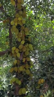 Bangladeş 'in ulusal meyvesi Jackfruit' dir. Ağaçta asılı çiğ sarı-yeşil meyveler. Ağaçta yetişen Jackfruit. Yüksek kalite 4k görüntü