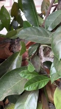 Bangladeş 'in ulusal meyvesi Jackfruit' dir. Ağaçta asılı çiğ sarı-yeşil meyveler. Ağaçta yetişen Jackfruit. Yüksek kalite 4k görüntü