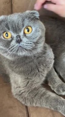 İskoç kedi portresi. Kahverengi kanepede evcil hayvan besleyen İngiliz kısa hava grisi ve büyük sarı gözlü mavi kedi. Evcil kedi, Hayvan, Evcil Hayvanlar, yaklaşın, makro. Yüksek kalite