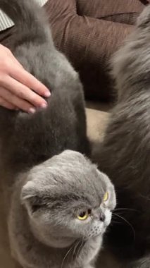 two Scottish Fold cats sitting on a brown sofa a womans hand stroking one dancing lifting his butt one cat is shorn the other is shaggy. High quality 4k footage