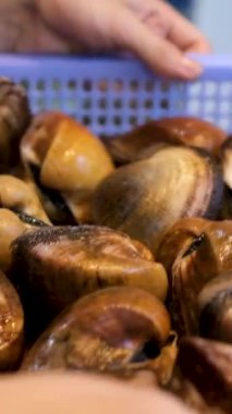 Benekli Babylonia areolata, kaymak kabuğundan kahverengi renklere kadar ayırt edici bir deniz salyangozu türüdür. Kabuk pürüzsüz, parlak, spiral sırtlı. Deniz ürünleri geçmişi. Yiyecek yumuşakçaları.
