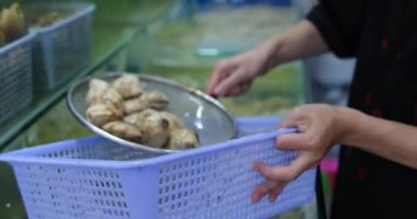 Benekli Babylonia areolata, kaymak kabuğundan kahverengi renklere kadar ayırt edici bir deniz salyangozu türüdür. Kabuk pürüzsüz, parlak, spiral sırtlı. Deniz ürünleri geçmişi. Yiyecek yumuşakçaları.