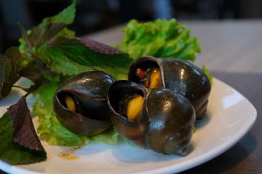 Gastropodlar ve salyangozlar taze çiğ Rapana bezoar Linnaeus. Deniz salyangozu deniz ürünleri. Yüksek kalite