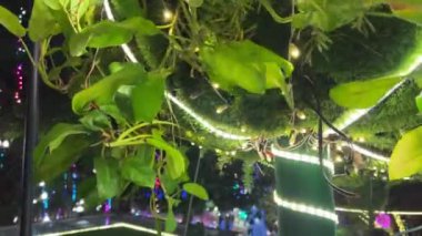 Akşamları yeşil yaprakların çalılıklarında, ağaçlı bir çardakta, bacakları üzerinde, arka ışıklandırmalı bir restoranda. Yüksek kalite 4k görüntü